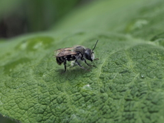 Osmia aurulenta