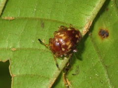 Epopterus