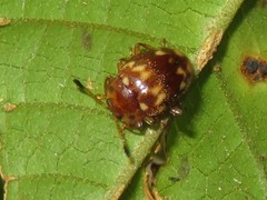 Epopterus