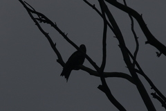 Milvus migrans