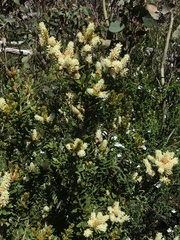 Orites lancifolius
