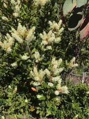 Orites lancifolius