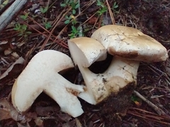 Tylopilus peralbidus