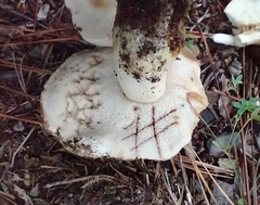 Tylopilus peralbidus