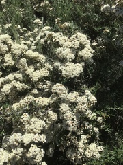 Ozothamnus secundiflorus