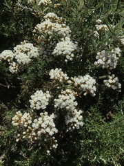 Ozothamnus secundiflorus