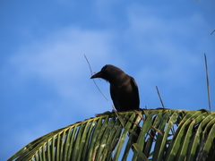 Corvus splendens