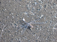 Bradinopyga geminata