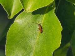 Rhagonycha nigriventris