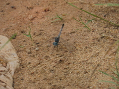 Diplacodes trivialis