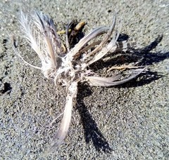 Eudyptula minor iredalei