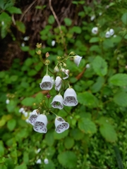 Jovellana repens