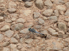 Diplacodes trivialis