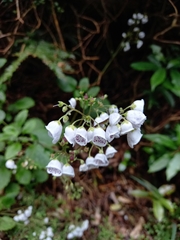 Jovellana repens