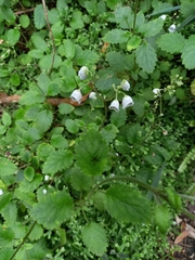 Jovellana repens