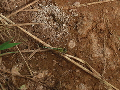 Diplacodes trivialis