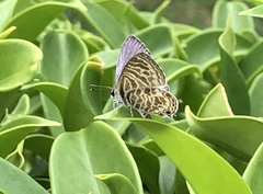 Leptotes