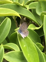 Leptotes