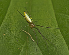 Mesida argentiopunctata