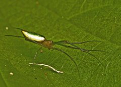 Mesida argentiopunctata