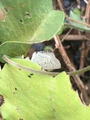 Euchrysops