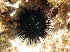 Stomopneustes variolaris