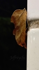 Oraesia emarginata