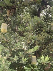 Anthochaera chrysoptera