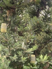 Anthochaera chrysoptera