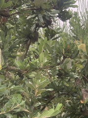 Anthochaera chrysoptera