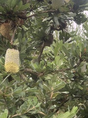 Anthochaera chrysoptera