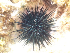 Stomopneustes variolaris