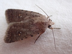 Caradrina flavirena