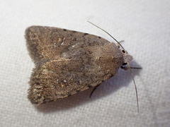 Caradrina flavirena