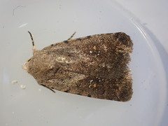 Caradrina flavirena