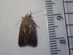 Caradrina flavirena