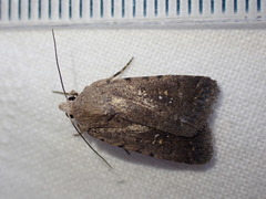 Caradrina flavirena