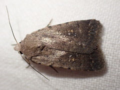 Caradrina flavirena