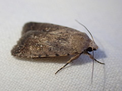 Caradrina flavirena