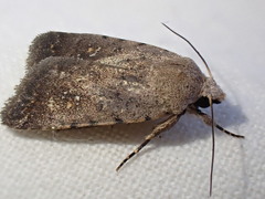 Caradrina flavirena
