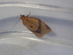 Clepsis consimilana