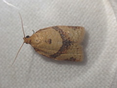 Clepsis consimilana