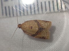 Clepsis consimilana