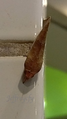 Oraesia emarginata