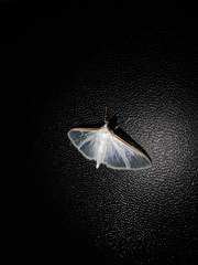 Palpita vitrealis