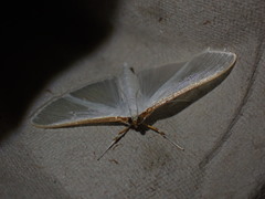 Palpita vitrealis