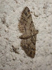 Gymnoscelis rufifasciata
