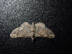 Gymnoscelis rufifasciata