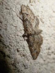 Gymnoscelis rufifasciata