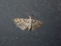 Gymnoscelis rufifasciata